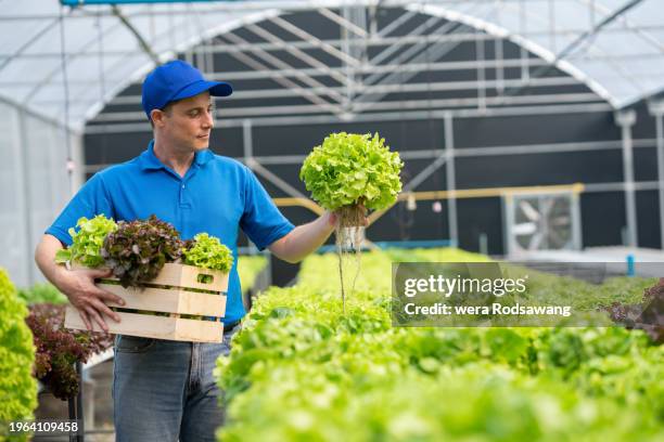Lab Picker 107 Lab Picker Stock Photos, High-Res Pictures, and Images - Getty Images