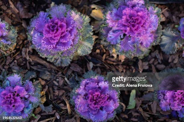 flowers of decorative cabbage  pot as urban furniture spring equinox - spring equinox fotografías e imágenes de stock