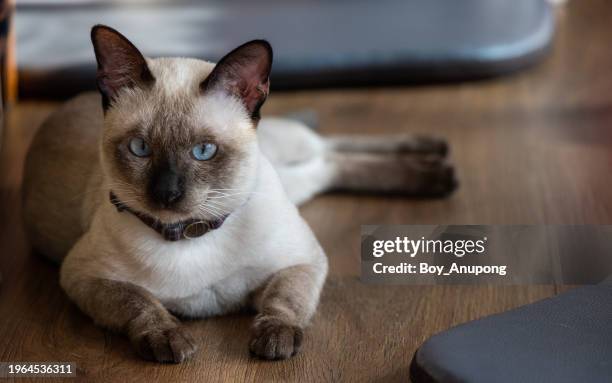 siamese cat or "wichien maat" living in human house as pet. - purebred cat bildbanksfoton och bilder