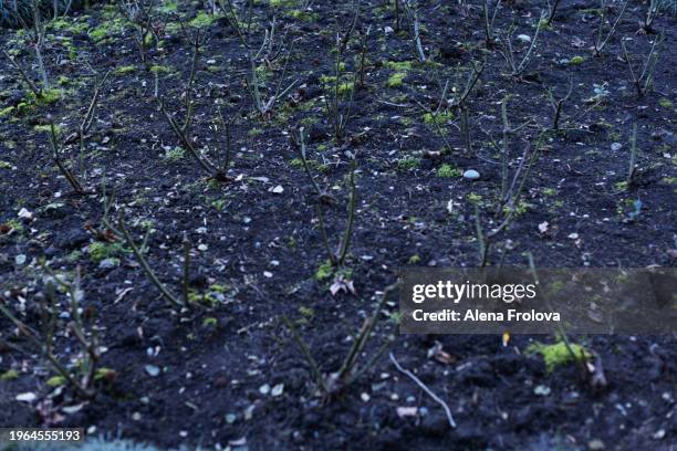 rose bushes trimmed  spring equinox - first day of spring stock pictures, royalty-free photos & images