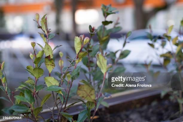 rose buds  bushes in spring in a flowerbed on a city street  spring equinox - day anniversary stock pictures, royalty-free photos & images