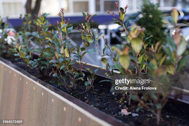 rose buds  bushes in spring in a flowerbed on a city street  spring equinox - day anniversary stock pictures, royalty-free photos & images