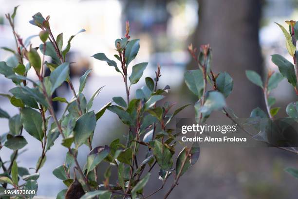 rose buds  bushes in spring in a flowerbed on a city street  spring equinox - day anniversary stock pictures, royalty-free photos & images