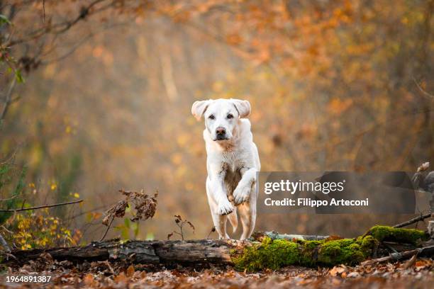 white labrador jumping in the wood - labrador retriever stock pictures, royalty-free photos & images