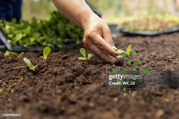 close-up of a farmer's hands transplanting seedlings into the prepared soil. - ph value stock pictures, royalty-free photos & images