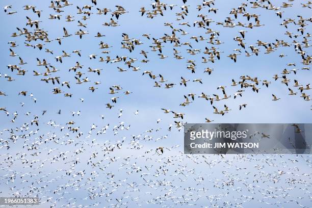 Migrating snow geese fly over a field in Centreville, Maryland, on January 30, 2024. Like many other waterfowl, snow geese typically breed in the far...