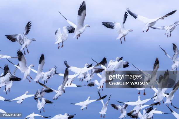 Migrating snow geese fly over a field in Centreville, Maryland, on January 30, 2024. Like many other waterfowl, snow geese typically breed in the far...