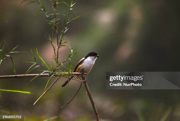 The Long-tailed Shrike Or Rufous-backed Shrike Is A Member Of The Bird Family Laniidae, The Shrikes. This Typical Shrike Is Found Widely Distributed...