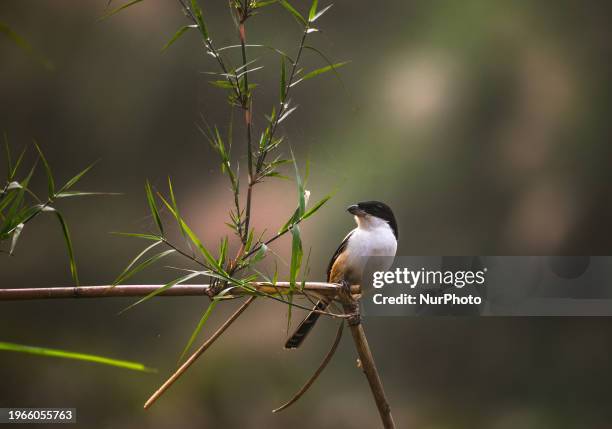 Long-tailed Shrike is perching on a branch of a tree by a waterbody in Kaliganj, West Bengal, India, on January 30, 2024.