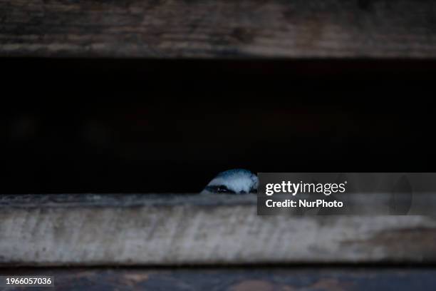 Blue tit is seen popping its head above the rim of a birdhouse in Warsaw, Poland on 30 January, 2024. Unusually high temperatures have been measured...