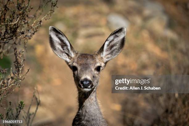 Catalina Island, CA A mule deer fawn watches it's mother drink water at a feral cat feeding station behind the Descanso Beach Club in Avalon,...