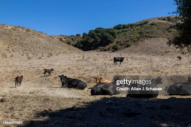 Lompoc, CA Cattle graze on The Jack and Laura Dangermond Preserve, which is 24,329 acres of land the Nature Conservancy purchased near Lompoc...