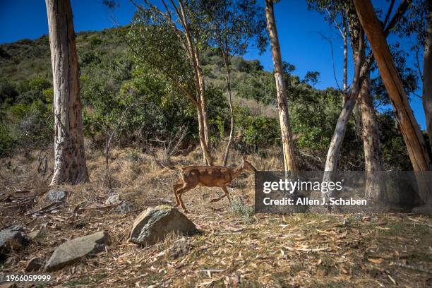 Catalina Island, CA A mule deer doe walks through a hillside behind the Descanso Beach Club in Avalon, Catalina Island Tuesday, Oct. 31, 2023....