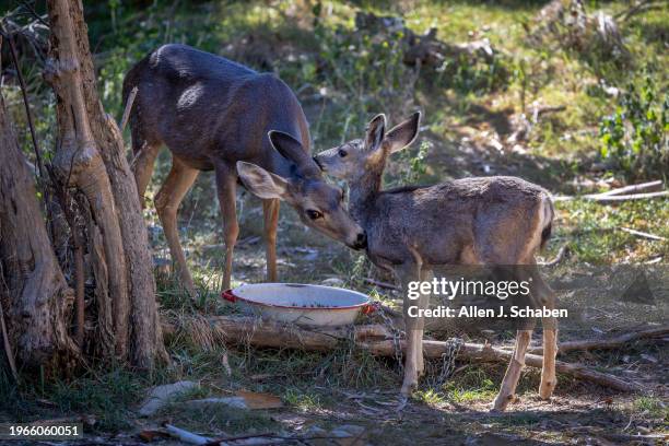 Catalina Island, CA A mule deer doe licks its fawn while they drink water together at a feral cat feeding station behind the Descanso Beach Club in...