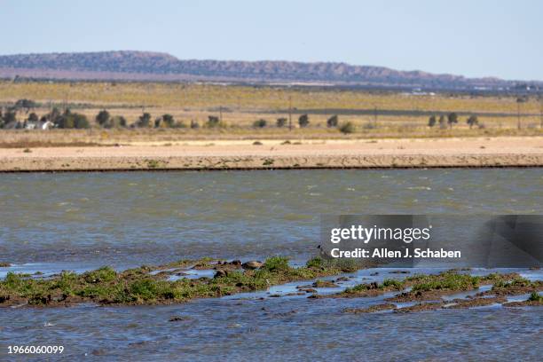 Lancaster, CA Birds rest amid the water during the opening of the new High Desert Water Bank, where Metropolitan Water District is starting to store...