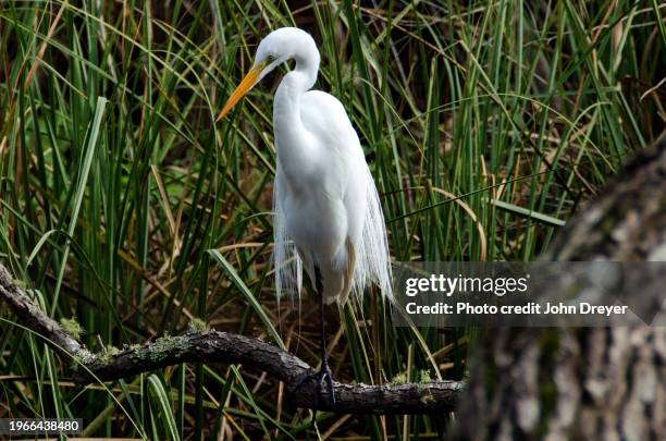 great white egret perching in the marsh - hilton head photos et images de collection