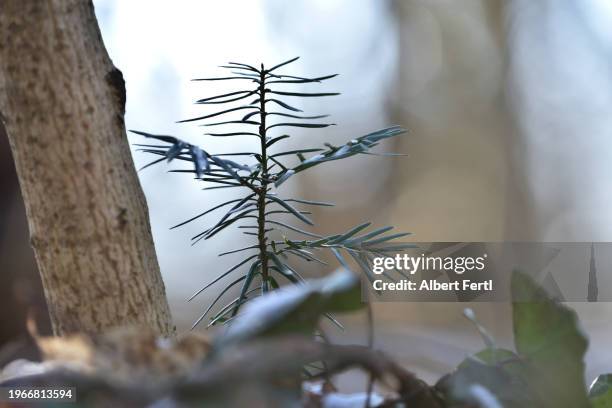 seedling of a tree - yew needles stock pictures, royalty-free photos & images
