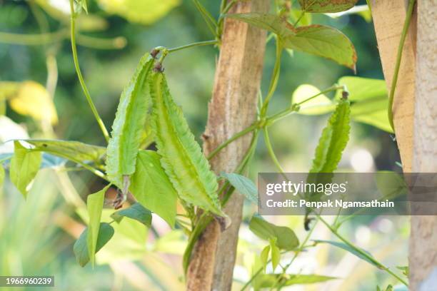 winged bean - princess bean - fotografias e filmes do acervo