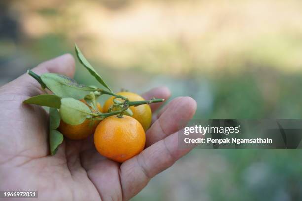 Prunus Japonica Photos and Premium High Res Pictures Getty Images