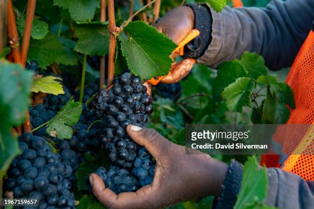 An African farm laborer works through the night to maintain the grapes' freshness harvesting Pinot Noir wine grapes for the Graham Beck Estate winery...