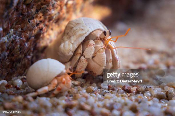 hermit crab (paguroidea) in a shell on a white sand beach - crab stock pictures, royalty-free photos & images
