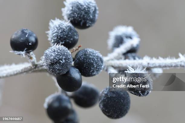 liguster berries with hoarfrost - low hanging fruit stock pictures, royalty-free photos & images