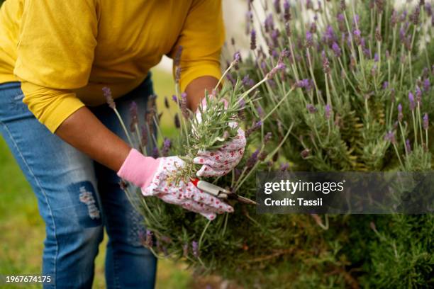 personen-, hand- und lavendelpflanze für die gartenarbeit mit handschuhen, pflaume oder nachhaltigkeit für wachstum und blüte. gartenbau, gärtner und frühling mit gartenschere im hinterhof des hauses für den ruhestand - lavendel stock-fotos und bilder