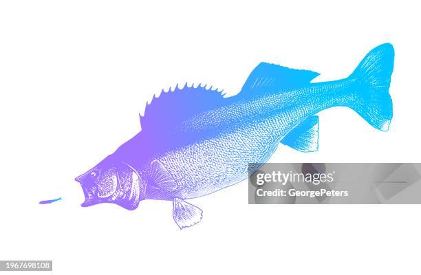 walleye chasing minnow - walleye stock illustrations
