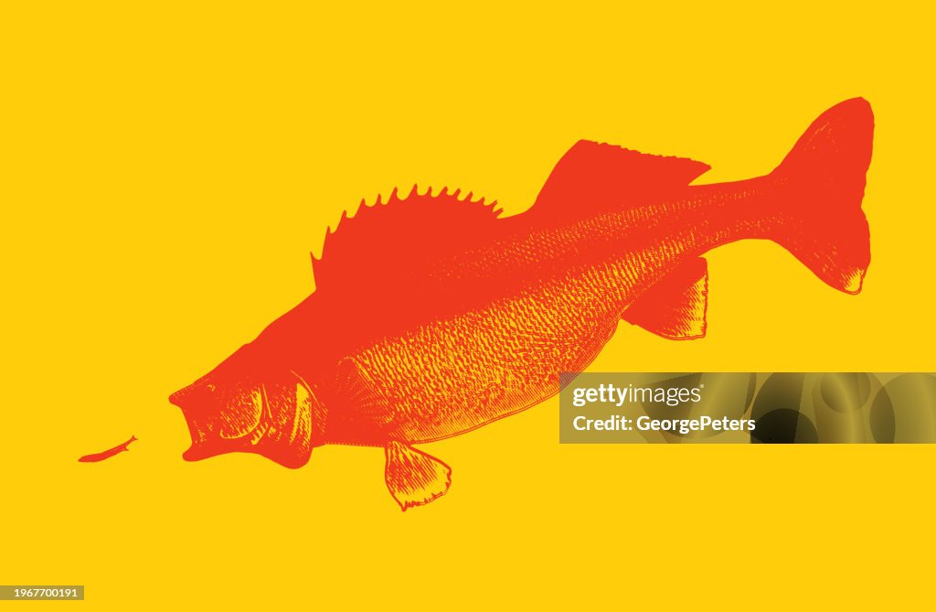 Walleye chasing minnow
