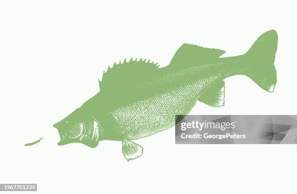 walleye chasing minnow - walleye catch stock illustrations