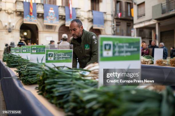 Calçots during a growing contest, on January 28 in Valls, Tarragona, Catalonia, Spain. The last Sunday of January is celebrated in Valls the Great...