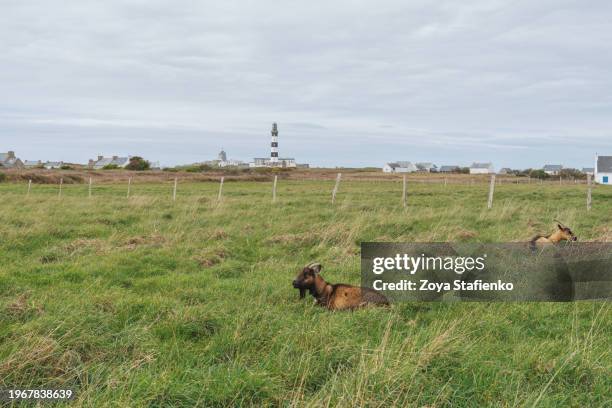 goats on the island of ushant (ouessant) in brittany, france, and lighthouse creach at the background - ouessant photos et images de collection