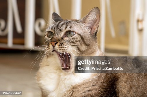 Yawning Cat Yawning Cat
