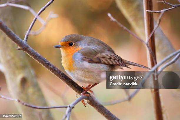 european robin - robin stock pictures, royalty-free photos & images