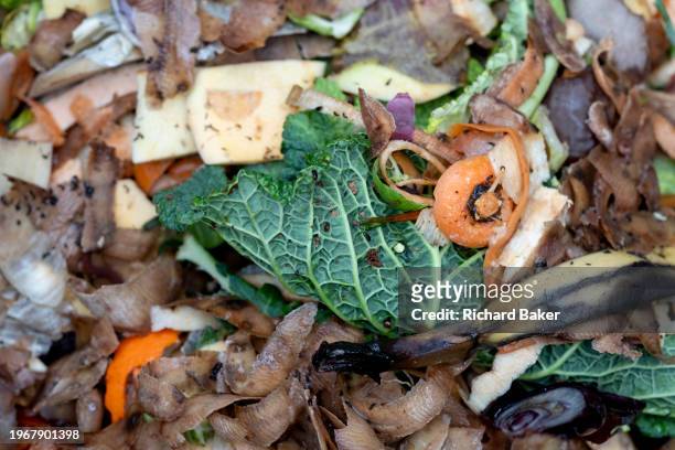 Detail from inside an English garden compost bin that includes decomposing organic waste material from cabbage, carrot, potato peelings, banana and...