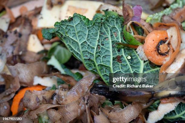 Detail from inside an English garden compost bin that includes decomposing organic waste material from cabbage, carrot, potato peelings, banana and...