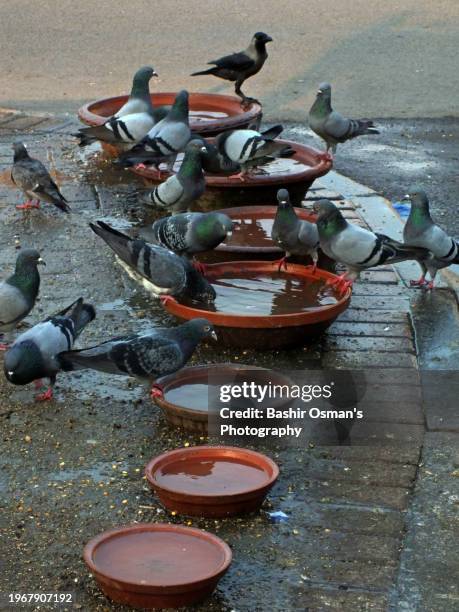birds feeding on footpath and crossing in different neighborhood of karachi - world kindness day stock-fotos und bilder