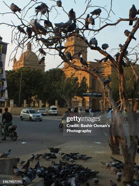 people feeding birds on footpath and crossing in different neighborhood of karachi - world kindness day stock pictures, royalty-free photos & images