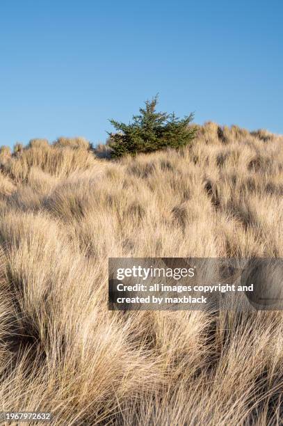 lonely tree, surviving in the dunes-pine tree, lossiemouth. - terra bonificata foto e immagini stock