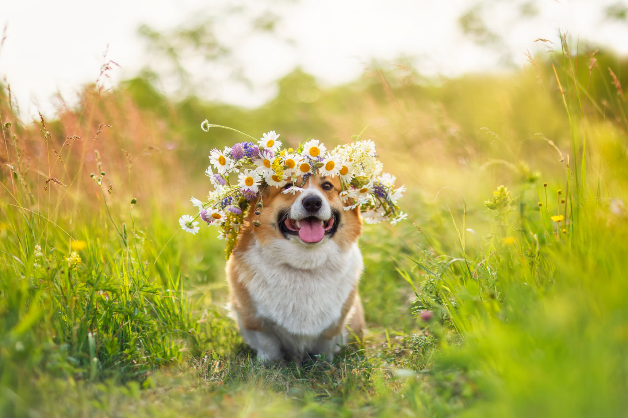 dog spring