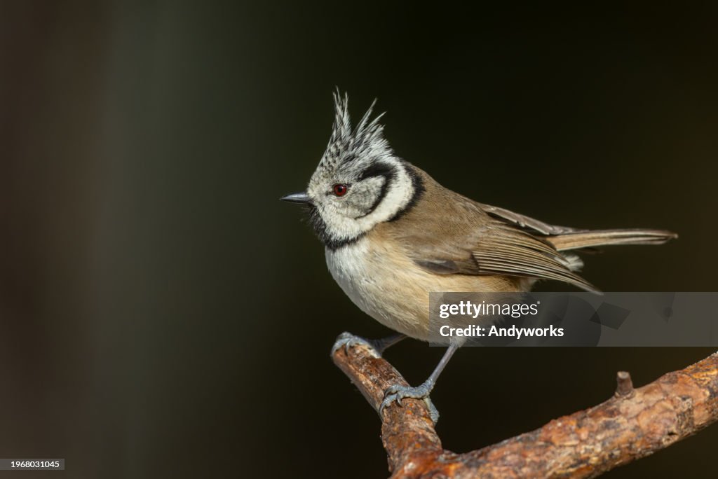 Beautiful European crested tit (Lophophanes cristatus)