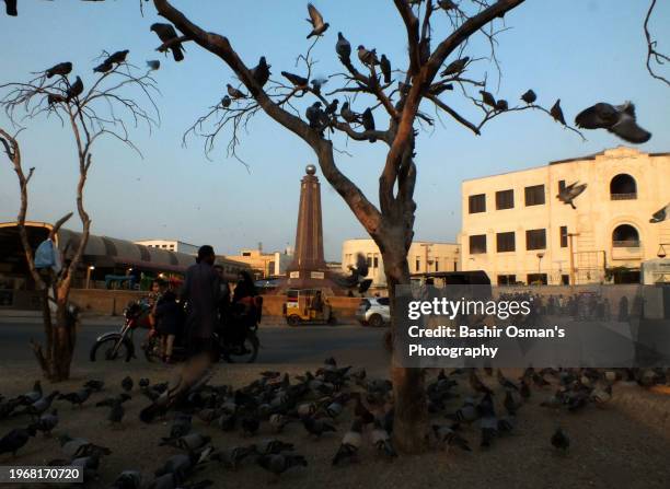 birds feeding on footpath and crossing in different neighborhood of karachi - world kindness day stock pictures, royalty-free photos & images