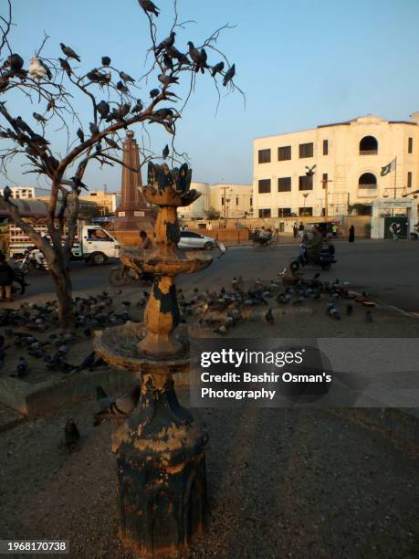 birds feeding on footpath and crossing in different neighborhood of karachi - world kindness day 個照片及圖片檔