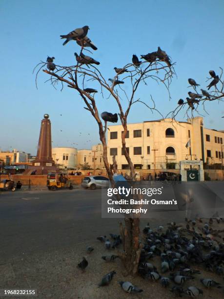 birds feeding on footpath and crossing in different neighborhood of karachi - world kindness day stock-fotos und bilder