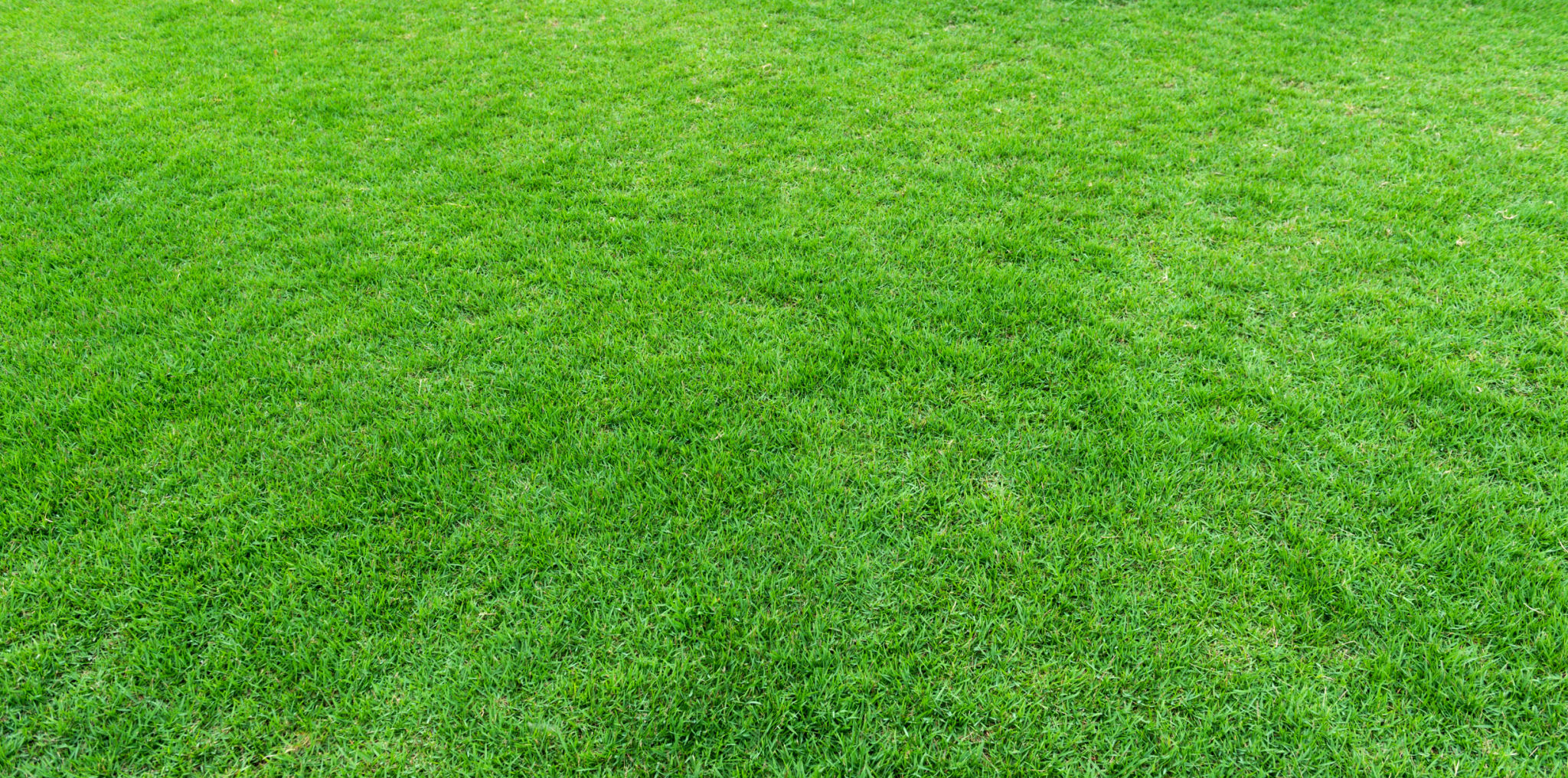 green lawn