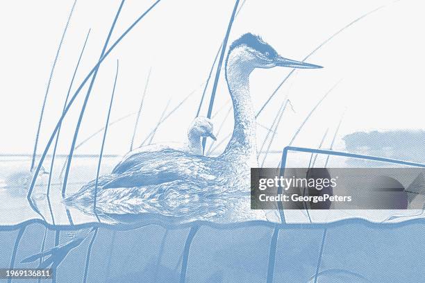female grebe and chicks on lake - podiceps cristatus stock illustrations