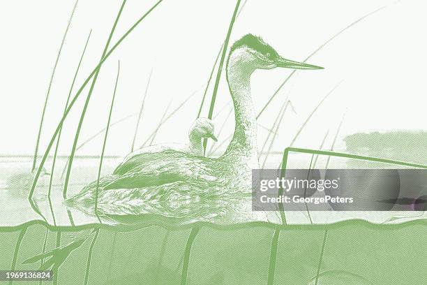 female grebe and chicks on lake - podiceps cristatus stock illustrations
