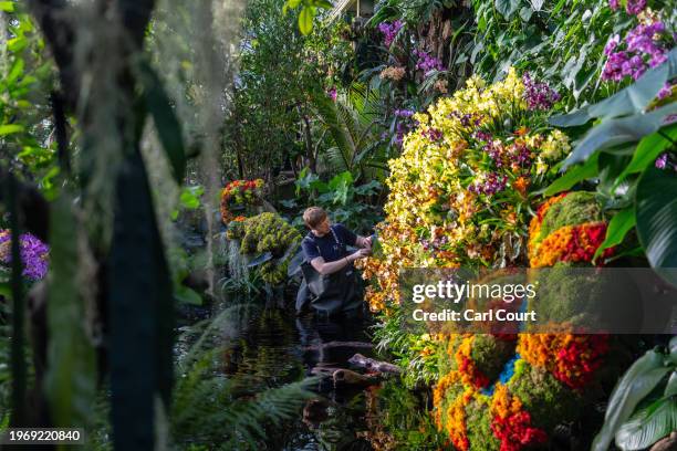 Staff member poses for the media as he pretends to tend to flowers during a staged photocall to launch the 'Kew Orchid Festival: Madagascar' display...