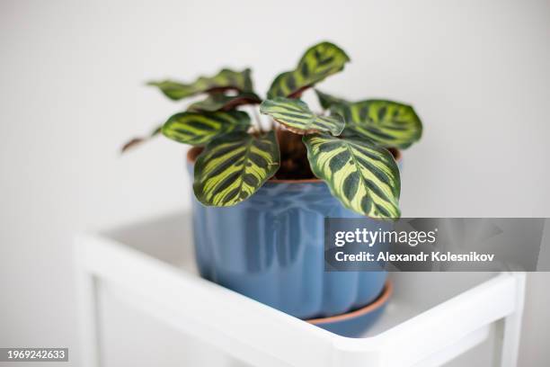 calathea makoyana in blue ceramic pot in white room. home plant - calathea stock pictures, royalty-free photos & images