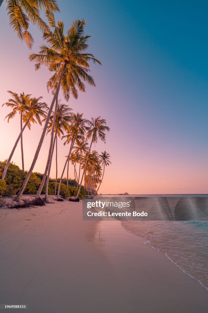 Tranquil summer vacation or holiday landscape. Tropical island sunset beach. Palm trees over calm sea water, sun rays, colorful sky. Exotic nature view, inspirational and peaceful seascape reflection